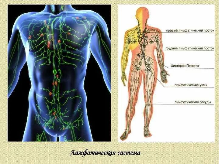 Цистерна Пеккета лимфатическая система. Лимфатическая система человека схема анатомия. Лимфатическая система человека плакат. Лимфатическая система лимфоузлы. Рисунок лимфатической системы
