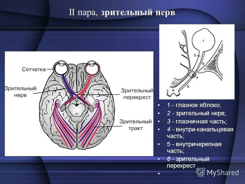 2 пара чмн. зрительного нерва 2 пара черепных нервов. 2 пара чмн зрительный нерв. 2 пара чмн. 2 пара чмн.
