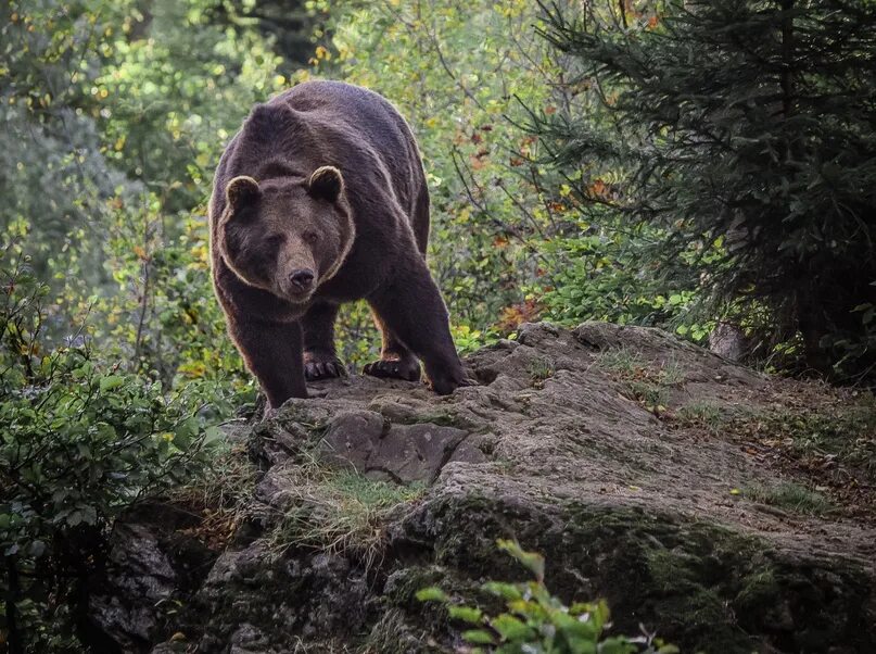 Tree bears are
