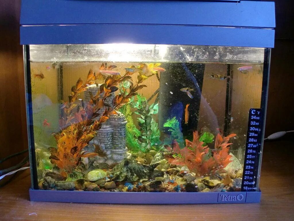 сколько рыбок в двух аквариумах. аквариум с одной рыбкой. сколько рыбок в аквариуме. аквариум задание. рыбки плавают в аквариуме.