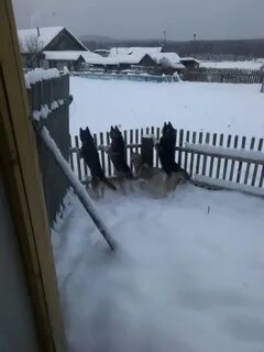 Погода в павде