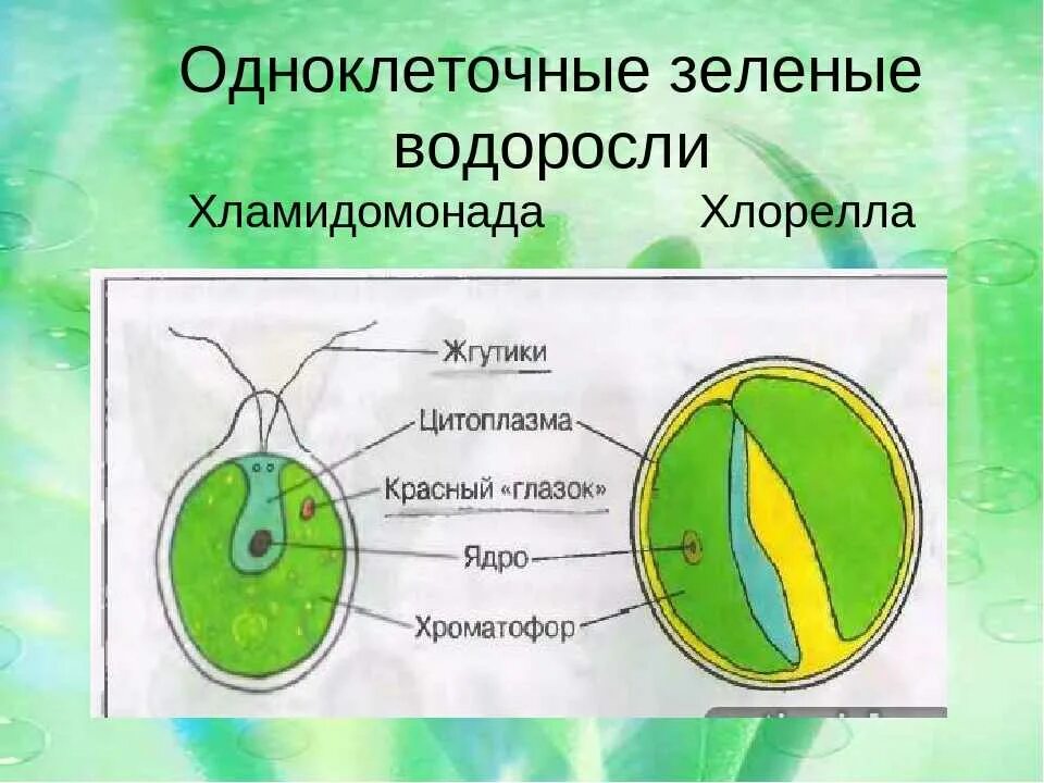 Назовите одноклеточные водоросли. Одноклеточная водоросль хлорелла строение. Строение одноклеточных зеленых водорослей. Одноклеточная зеленая водоросль хлорелла. Строение зеленых водорослей 5 класс биология.