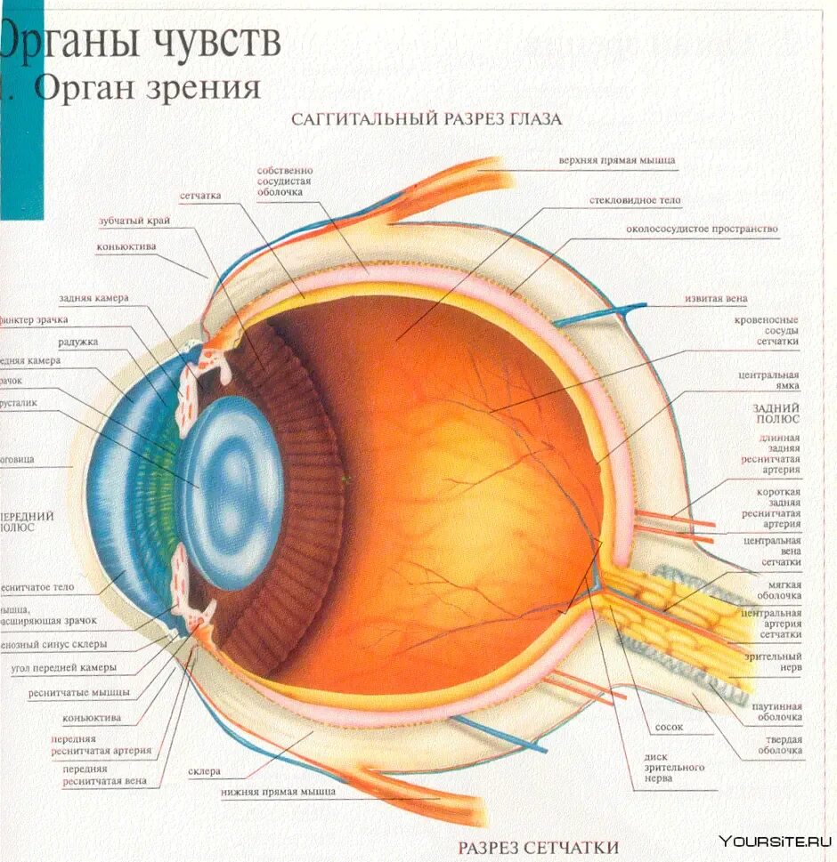 Схема рисунок строение глаза