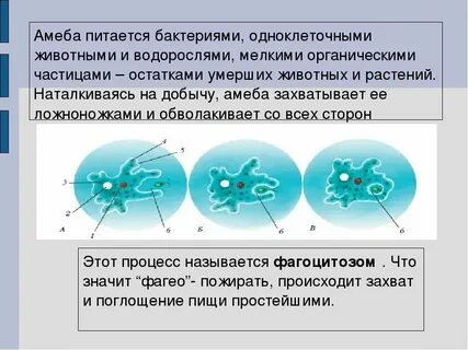 Одноклеточная амеба каждые 3