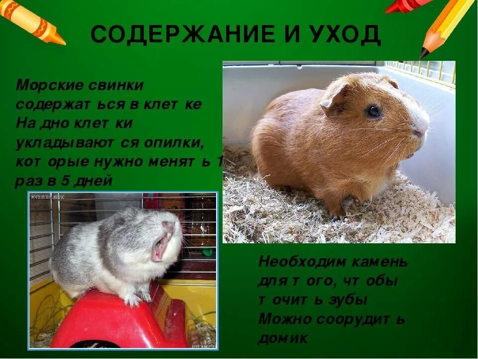 Уход и содержание морских. Содержание морских свинок. уход за морской свинкой. морская свинка в домашних условиях. как нужно ухаживать за морскими свинками.