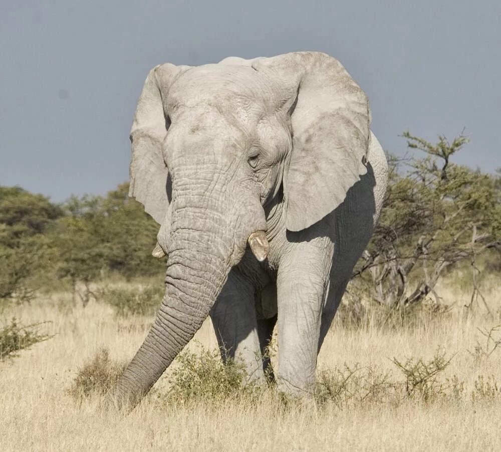 Elephants are big cats. Слон альбинос. Белый слон слон альбинос. Индийский слон альбинос. Белый слон Тайланд.