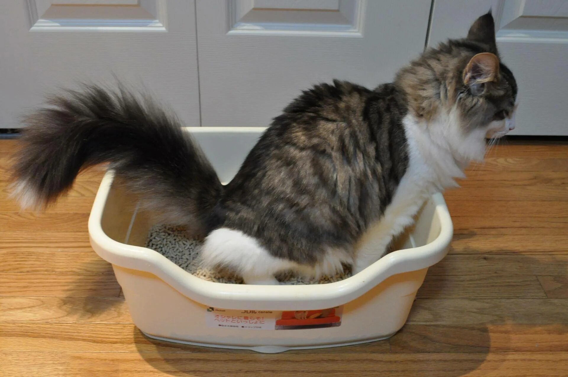Кошка ездит. Лоток для кошек. Кот в лотке. Туалет для кошек. Кошка какает в лоток.