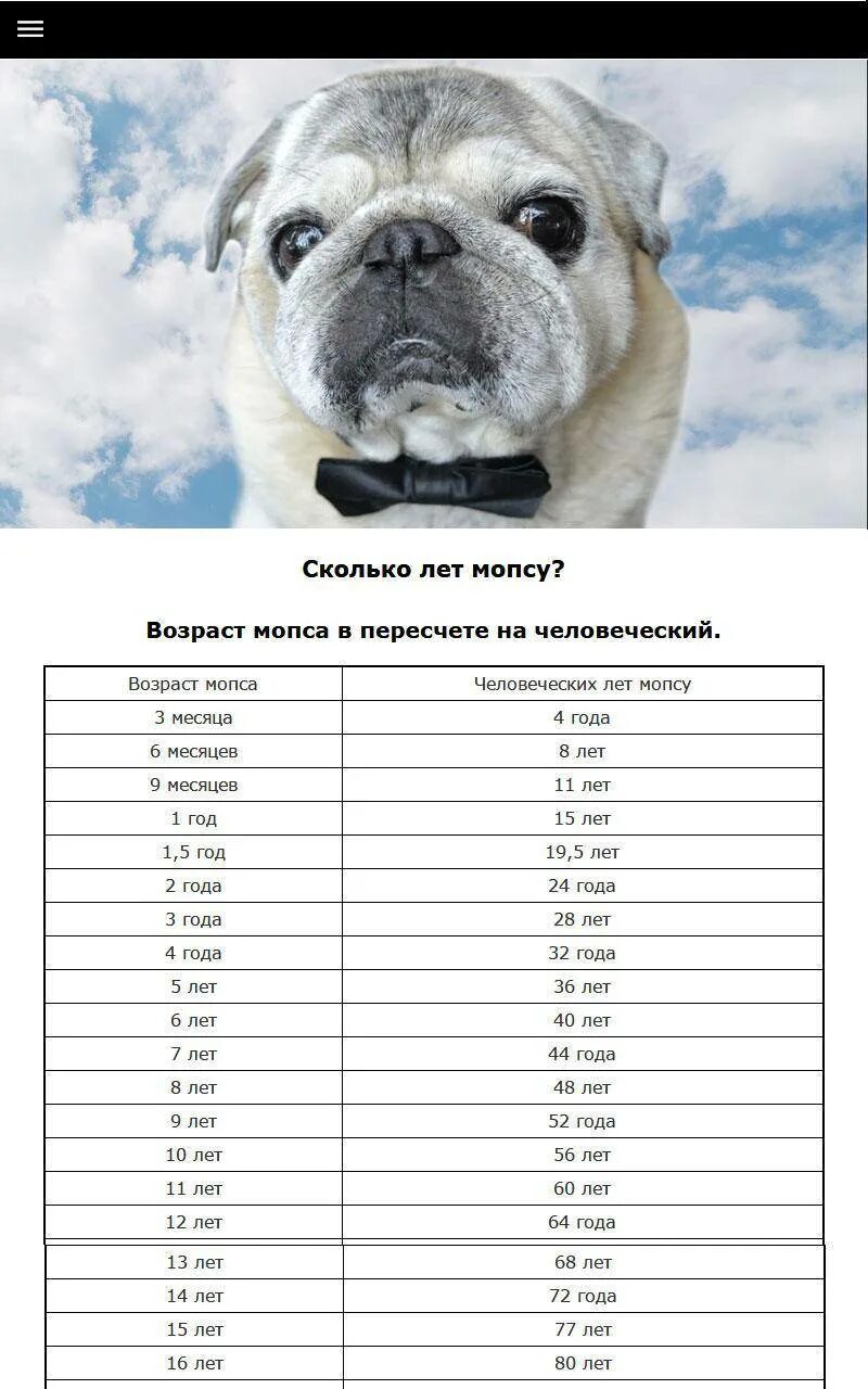 Сколько лет бульдогу