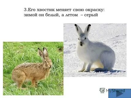 Когда заяц меняет окраску