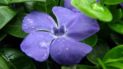 Flower questions