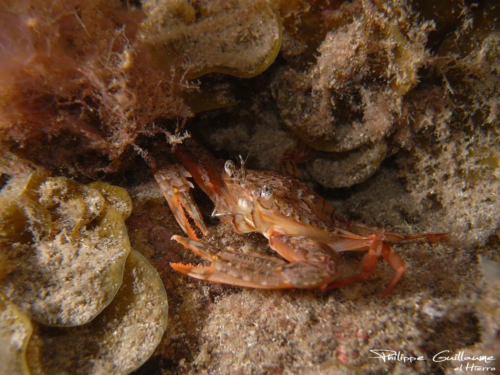 Роды крабов. Portunus pelagicus. Portunus segnis краб. Portunus trituberculatus. Трехбугорчагый краб Portunus trituberculatus Miers. Обычен вдоль берегов Японии.