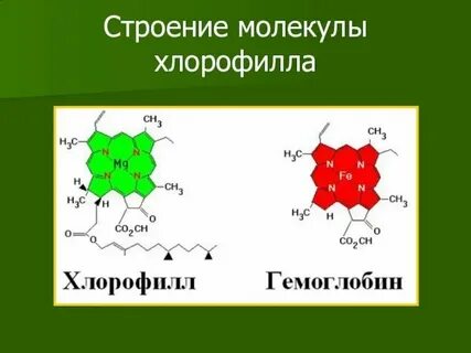 Синтез хлорофилла в растениях