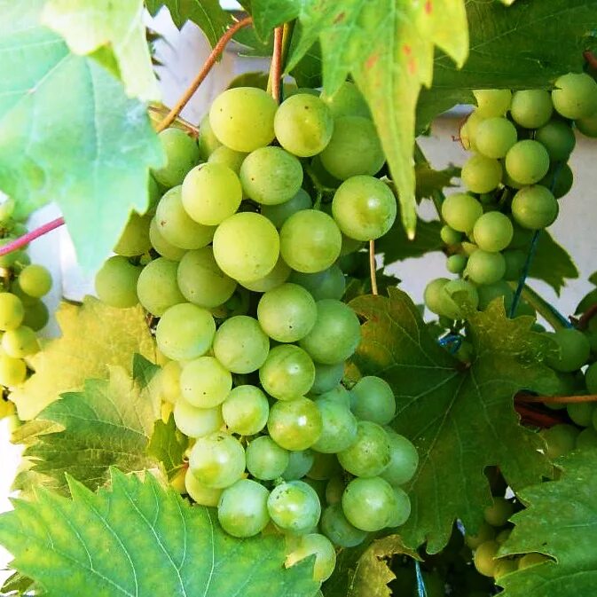 Hoop виноград 2 л. Виноград дружба (клон). Виноград 2 3. Виноград кишмиш рубин. Grapes 2d simplified.