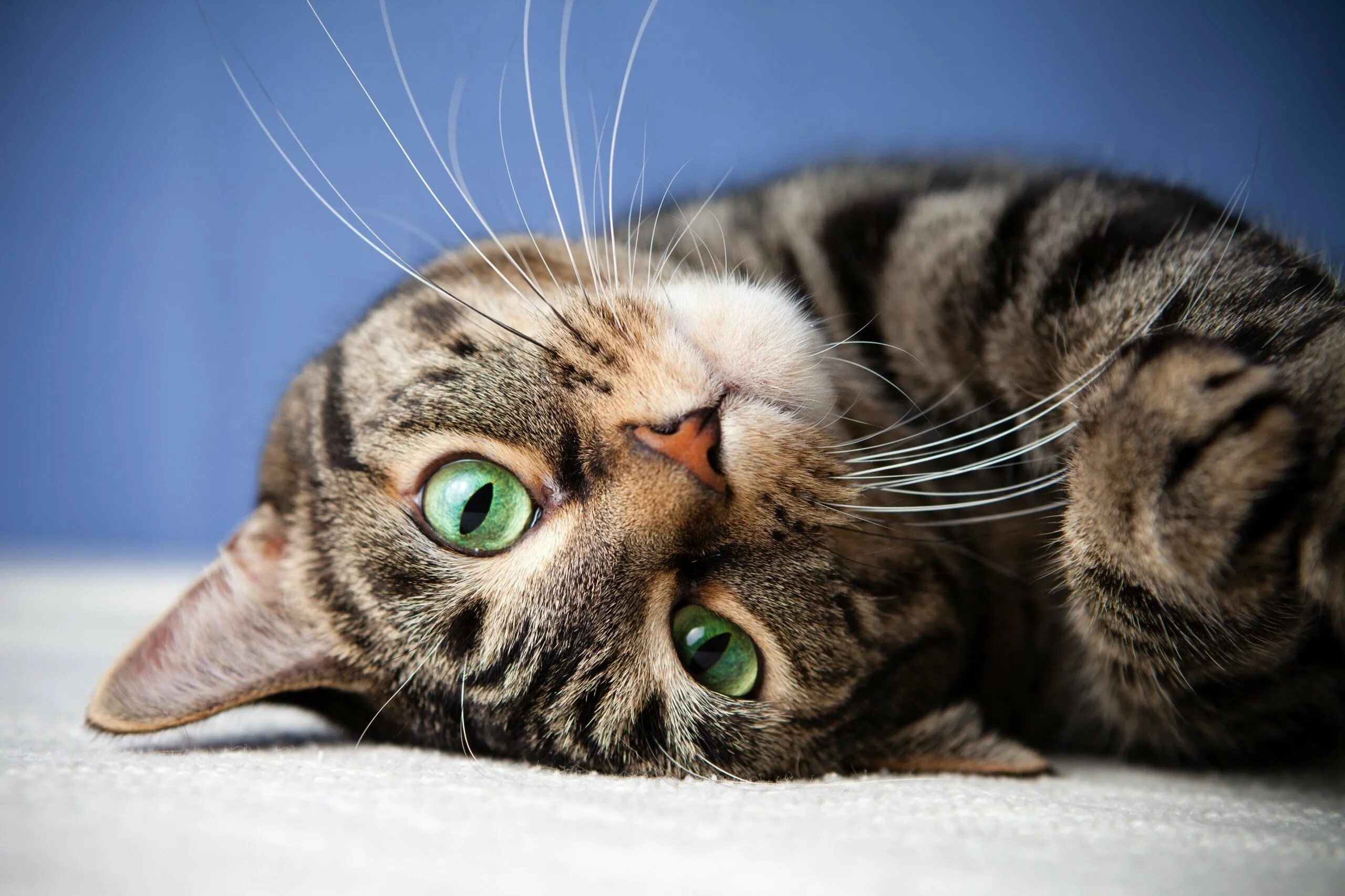 Кошкин х