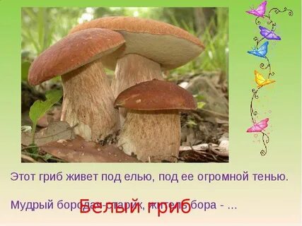 Белые грибы это какие
