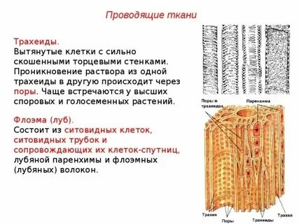Какая ткань расположена между