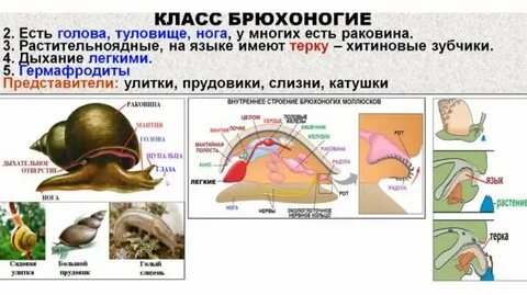 Тест моллюски егэ