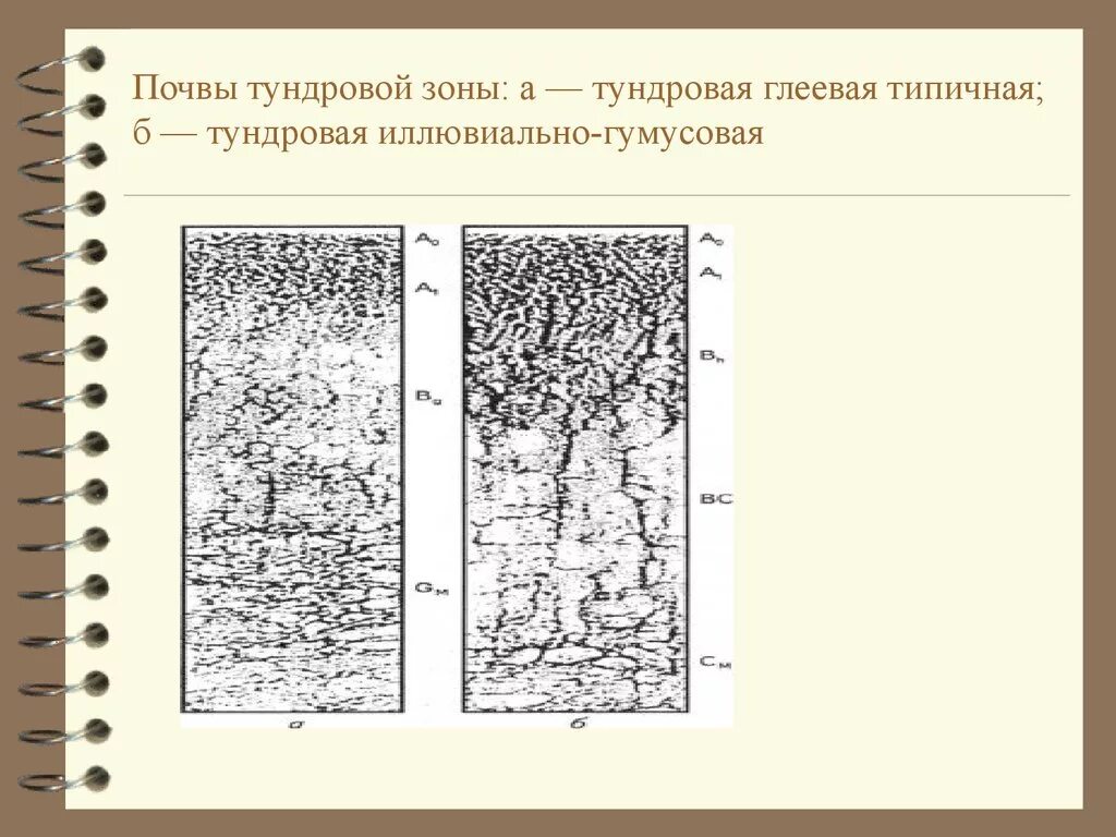 Тундровая глеевая почва гумусовый горизонт. Почвенный профиль тундрово глеевых почв. Гумусовый Горизонт тундровой глеевой почвы. Профиль тундрово глеевой почвы схема. Почвенный Горизонт тундрово глеевой почвы.