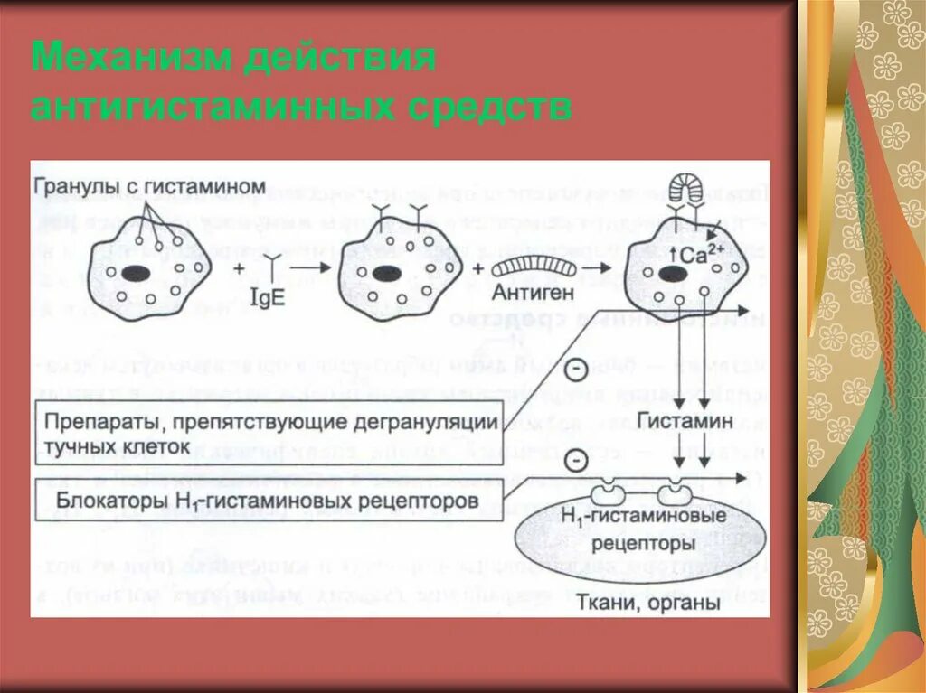 Гистаминоблокаторы 1 поколения. Механизм действия н1 антигистаминных препаратов. Механизм действия антигистаминных средств схема. Механизм противоаллергического действия антигистаминных препаратов. Механизм действия антигистаминных препаратов первого поколения.