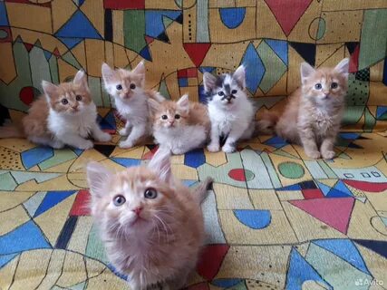 Котенку 1 годик