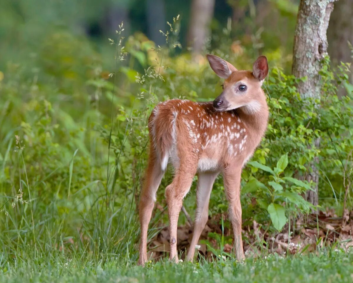 олень и олениха. пятнистый олень. олененок. белохвостый олень детеныш. олень и олениха.