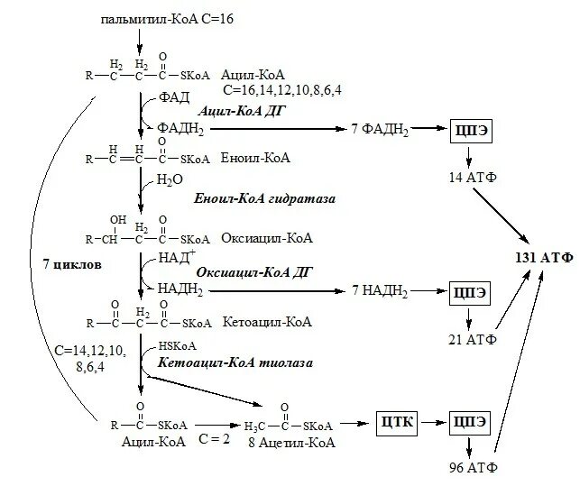 Ключевой фермент бета окисление жирных кислот. Реакции бета окисления жирных кислот. Последний цикл бета окисления жирной кислоты. Последний цикл бета окисления пальмитиновой кислоты. Реакции бета окисления