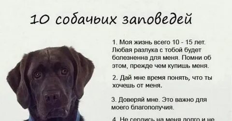 Десяти собакам