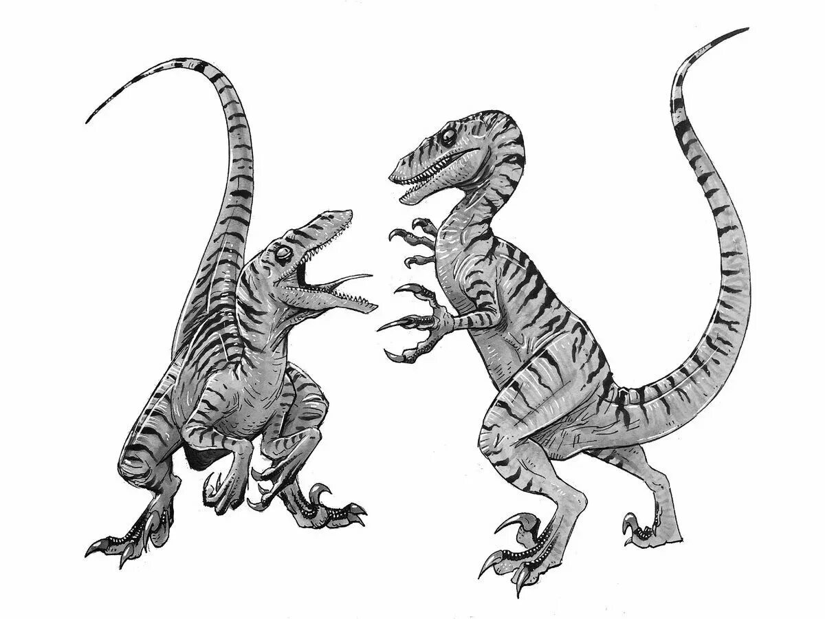 Рисунок раптора. Индораптор рекс скетч. Раскраска динозавры велоцераптор блю. Как разукрасить раптора. Раскраски динозавры велоцираптор.