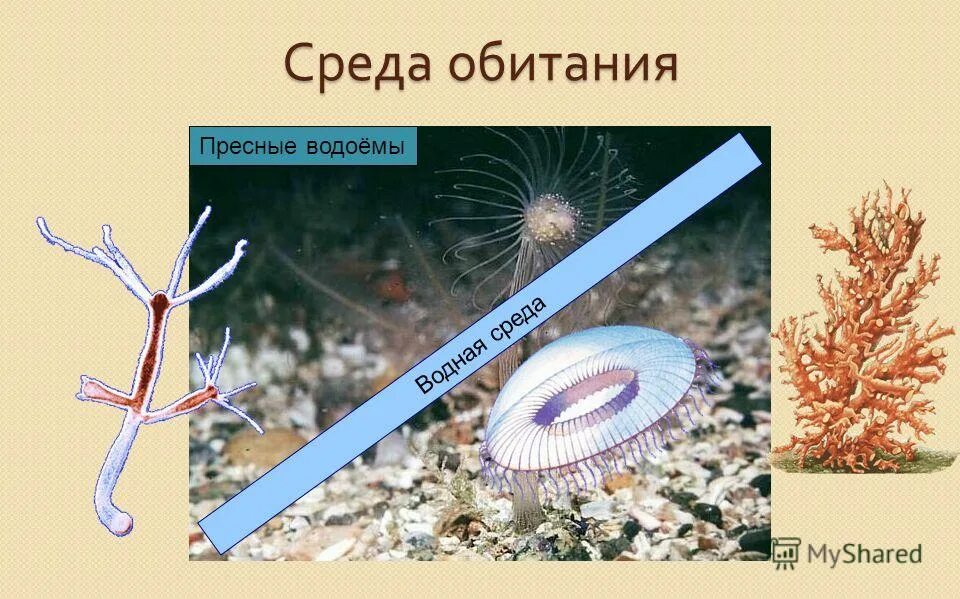 выделительная система гидры биология. пресноводная гидра по способу питания. пресноводная гидра по способу питания. пресноводная гидра по способу питания. тип кишечнополостные гидра.