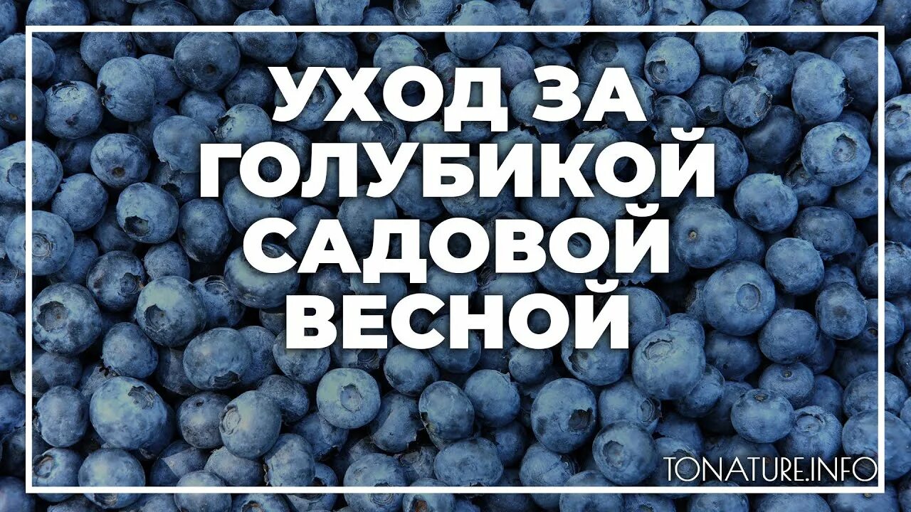 Уход за голубикой садовой весной. Разница между черникой и голубикой. Обрезка садовой голубики весной. Черника отличие от голубики.