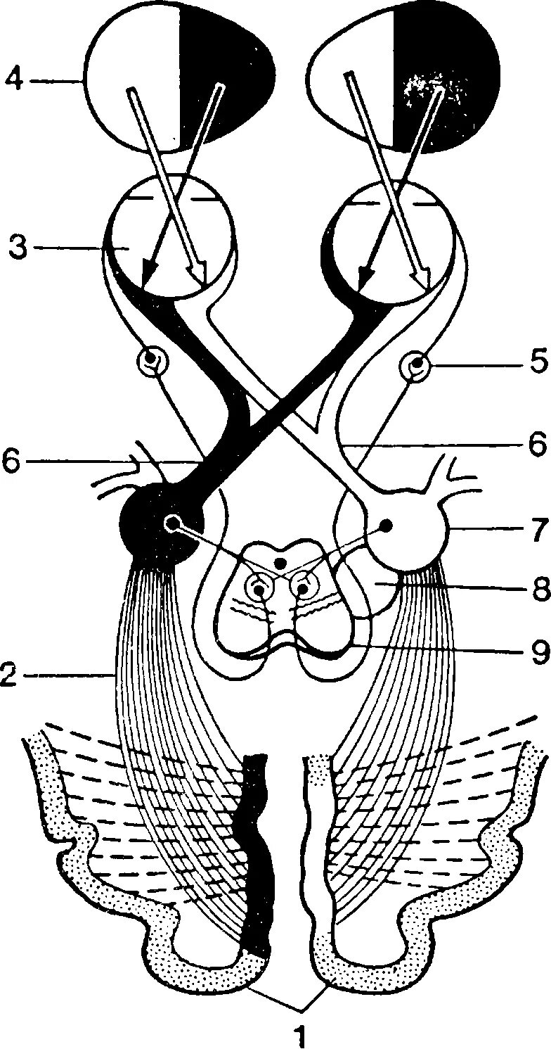 Путь зрительного анализатора анатомия. Проводящий путь зрительного анализатора схема. Проводящие пути зрительного анализатора анатомия. Перекрест волокон зрительного нерва. Пути глазки
