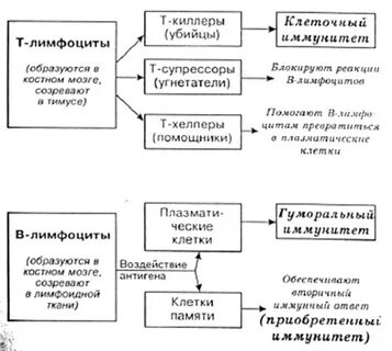 Гуморальное антитело