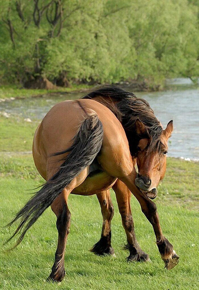 Beautiful coat horse #horsefunny Cavalli pezzati, Cavalli bellissimi, Foto di ca