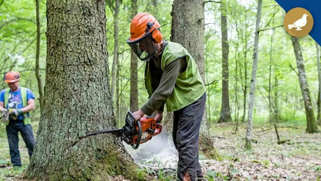 Cut down forest. Cut down Trees. Леса и здоровье. Cut Forest. Forest Cutting.