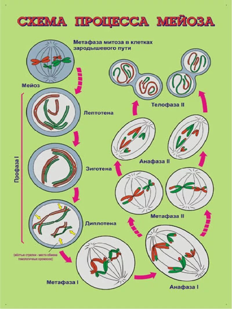 Мейоз схема. Фазы мейоза. Схема процесса мейоза. Схема мейоза в картинках.