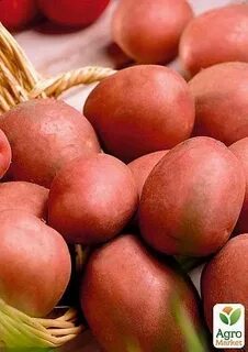 Картофель мемфис описание сорта