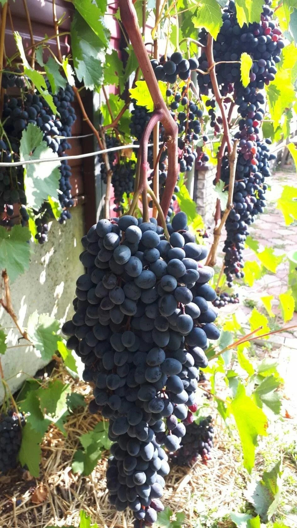 Виноград томпсон. Виноград ф 1. Виноград маркетт. Виноград 1 8 1. Родина виноград белик шмидт.