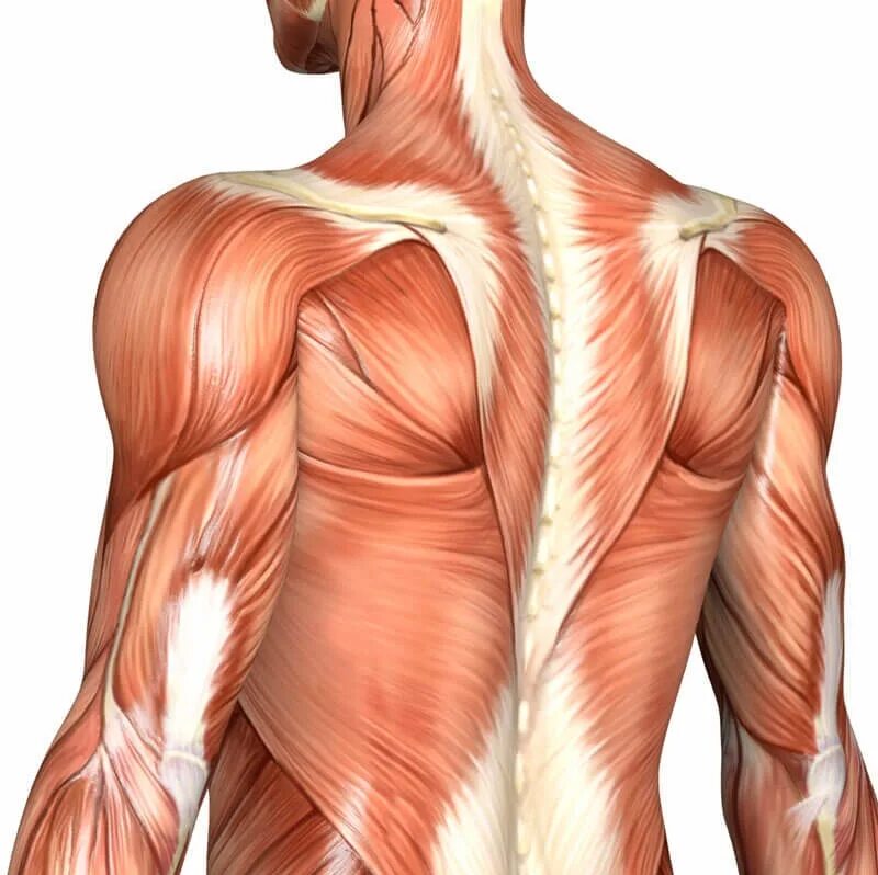 Мышцы спины анатомия. Анатомия плеча и спины. Мышцы спины и плеч. Мышцы плеча и спины. Диффузные мышцы