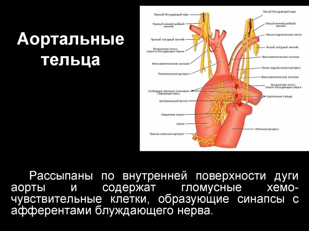Аортальные тельца. Блуждающий нерв и дыхание. Поверхности дуги аорты. Аортальный нерв.