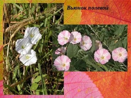 Вьюнок полевой г конек полевой