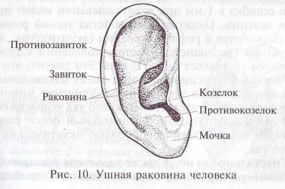 Ушная раковина какое ухо. Завиток ушной раковины анатомия. Противокозелок уха анатомия. Козелок ушной раковины анатомия. Завиток ушной раковины противозавиток ушной раковины козелок.