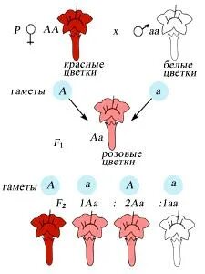 Гетерозиготных растений ночной красавицы