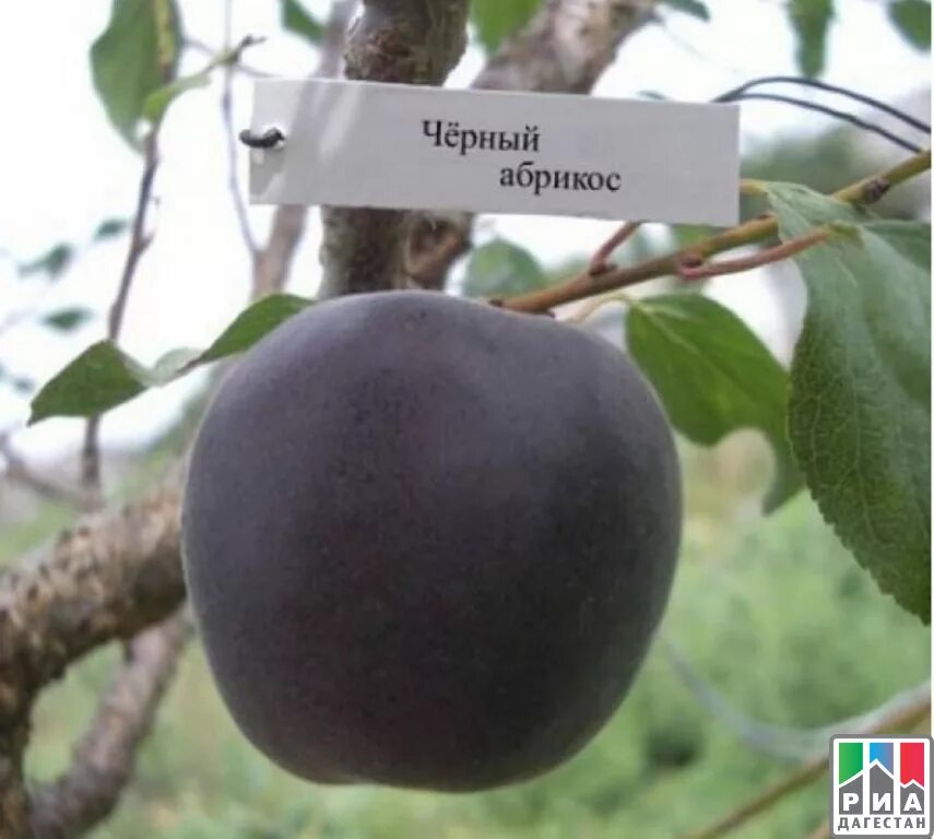 Абрикос черный принц. Алыча черный принц. Гибрид черный принц абрикос. Гибрид черный принц абрикос. Шарафуга (гибрид).