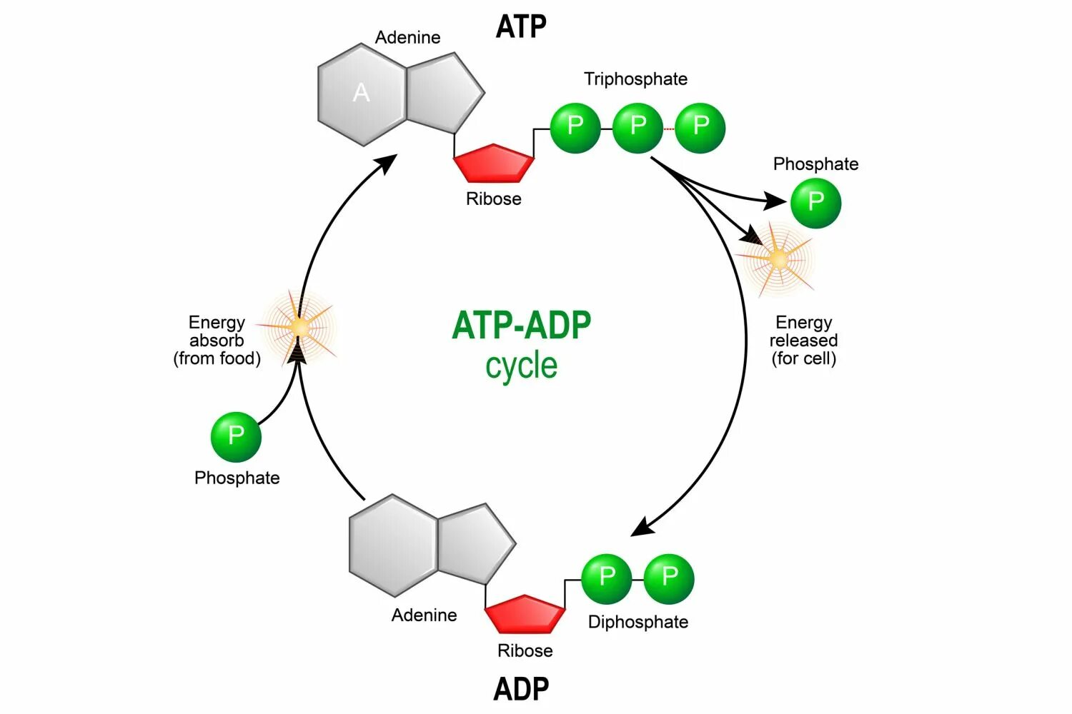 ATP. Adenosine triphosphate. ATP энергия.