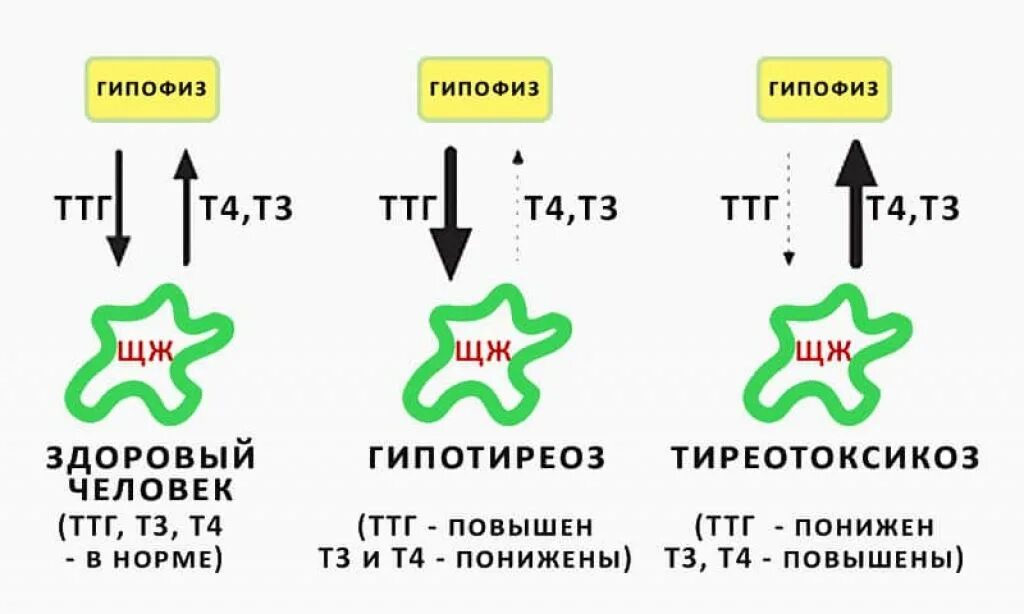 Что дает четыре свободный. Гормоны щитовидной железы т4 Свободный и ТТГ. Гормон щитовидной железы ТТГ норма. Снижение т3 при нормальном ТТГ. Взаимосвязь ТТГ И т3 и т4.