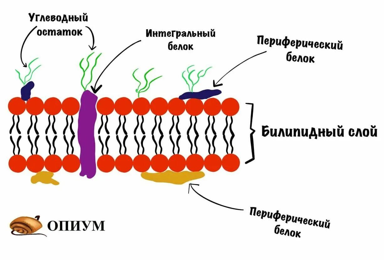 Мембрана клеток включает. Плазмалемма билипидный слой. Строение клеточной мембраны. Наружная клеточная мембрана рисунок. Клеточная мембрана рисунок и функции.