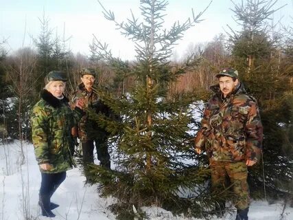 Охрана ели