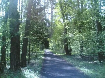 Лесная жуковский