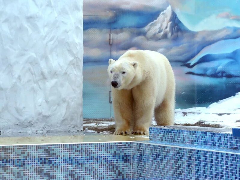 Пенза зоопарк белый медведь. Белый медведь в Пензенском зоопарке. Полярный медведь в зоопарке в Пензе. День белого медведя в зоопарка.