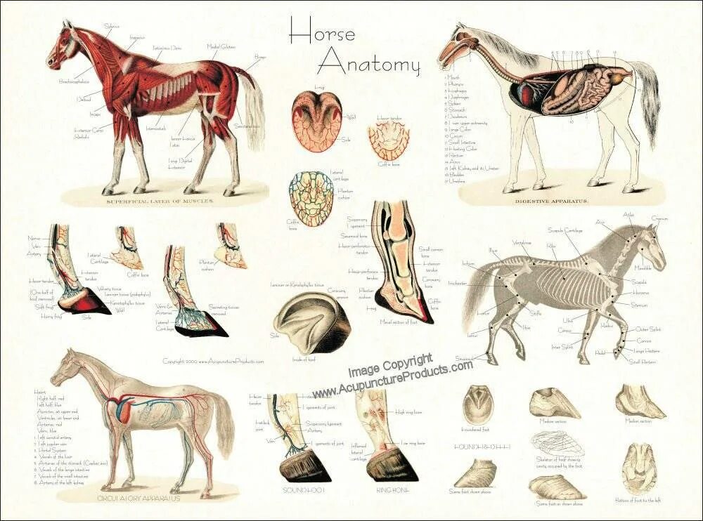 Анатомия конечности лошади. Ноги коня. Лошадиный возраст. Сколько ног у лошади. Бинты для лошади.